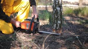 Best Tree Removal  in Newcomerstown, OH