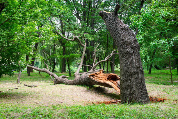  Newcomerstown, OH Tree Care Pros