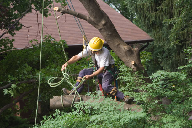 Best Palm Tree Trimming  in Newcomerstown, OH