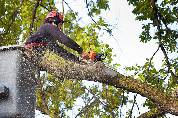 Best Stump Grinding and Removal  in Newcomerstown, OH