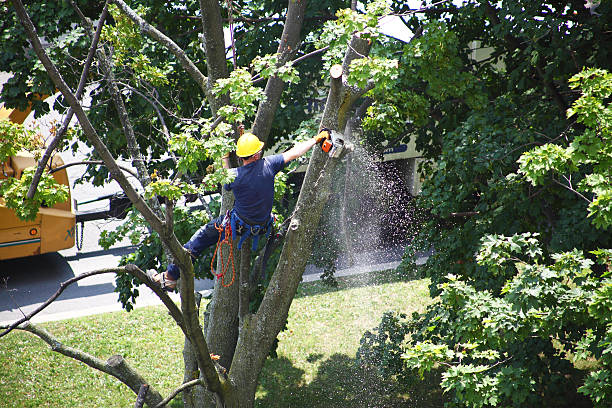 Best Weed Control  in Newcomerstown, OH