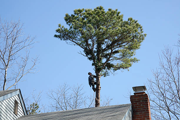 Best Hedge Trimming  in Newcomerstown, OH