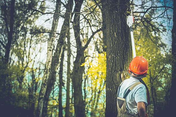 Best Storm Damage Tree Cleanup  in Newcomerstown, OH